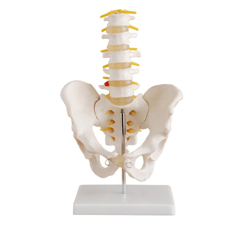 XC-115 Life-Size Pelvis with 5pcs Lumbar Vertebrae