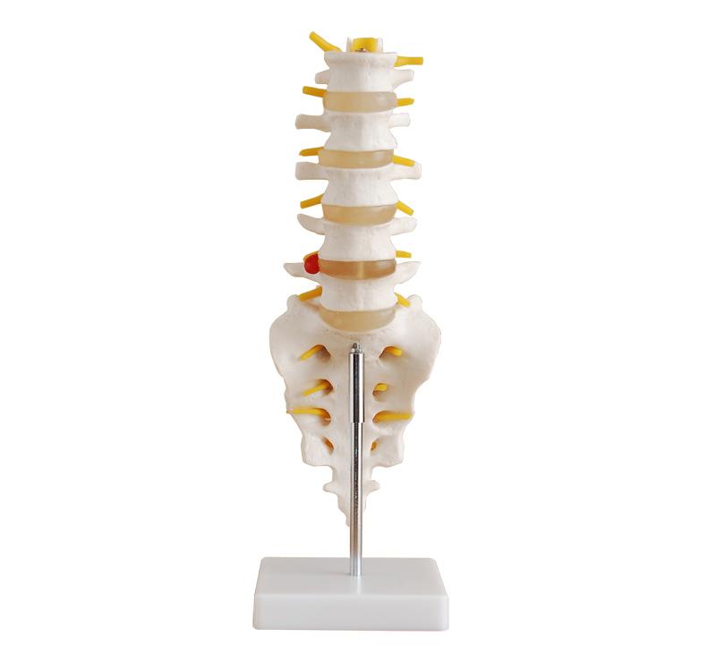 >  XC-100 Skeleton Series  >  Spine Models  >  XC-