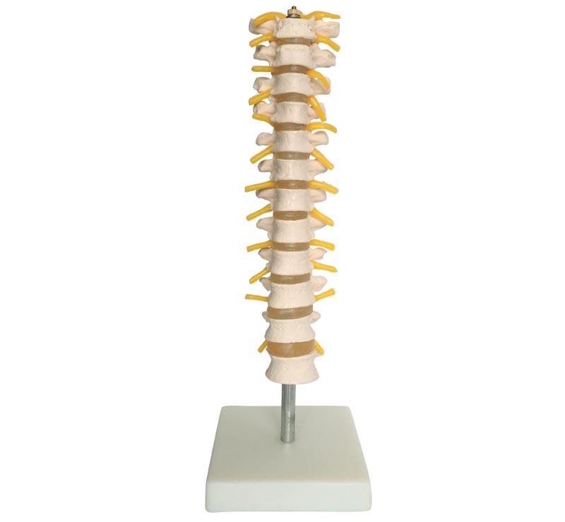  XC-100 Skeleton Series  >  Spine Models  >  XC-12