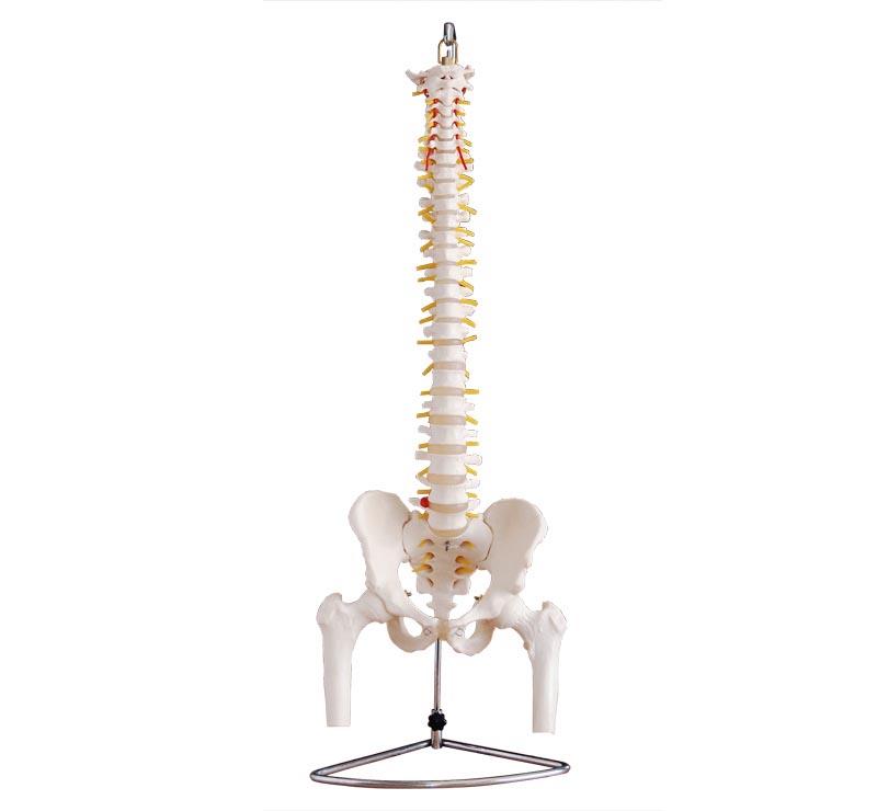  XC-100 Skeleton Series  >  Spine Models  >  XC-12