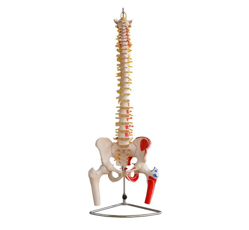  XC-100 Skeleton Series  >  Spine Models  >   XC-1