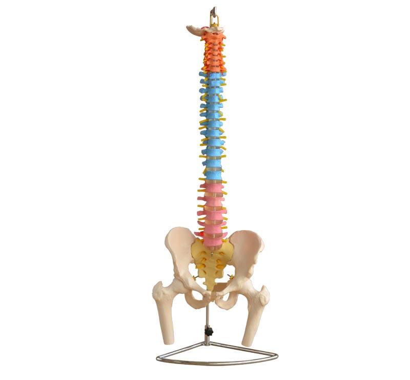  XC-100 Skeleton Series  >  Spine Models  >  XC-12