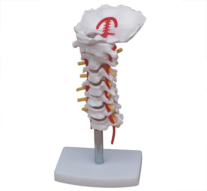  XC-100 Skeleton Series  >  Spine Models  >  XC-13