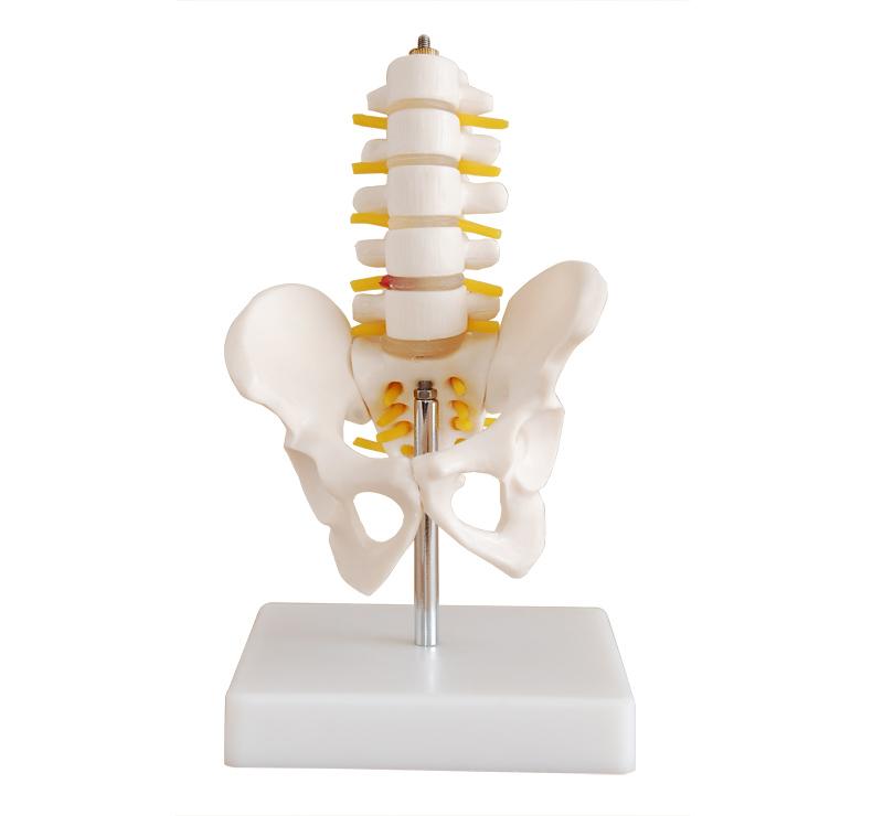 XC-100 Skeleton Series  >  Pelvis Models  >  XC-1