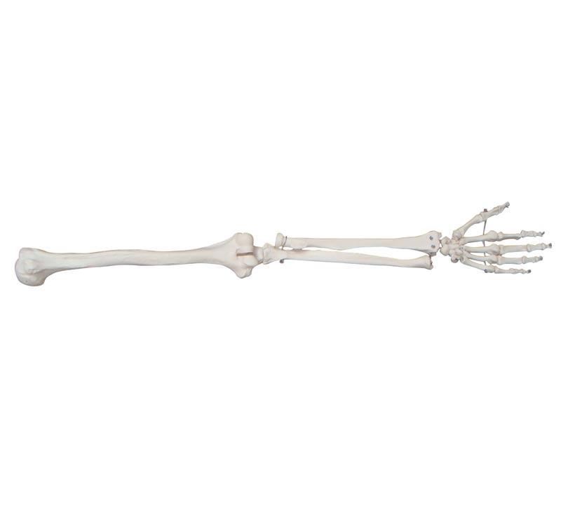  XC-100 Skeleton Series  >  Skeletal Extremities  
