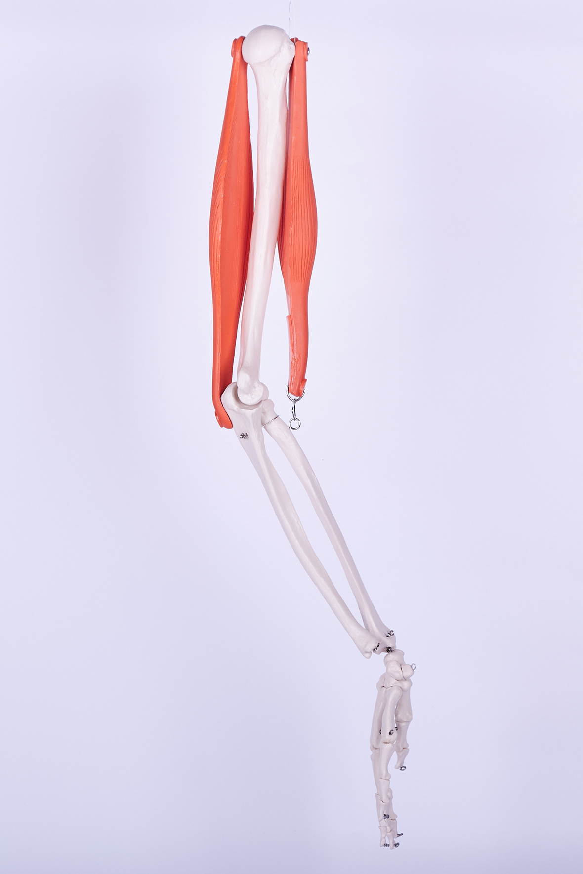  XC-100 Skeleton Series  >  Skeleton Models  >  XC