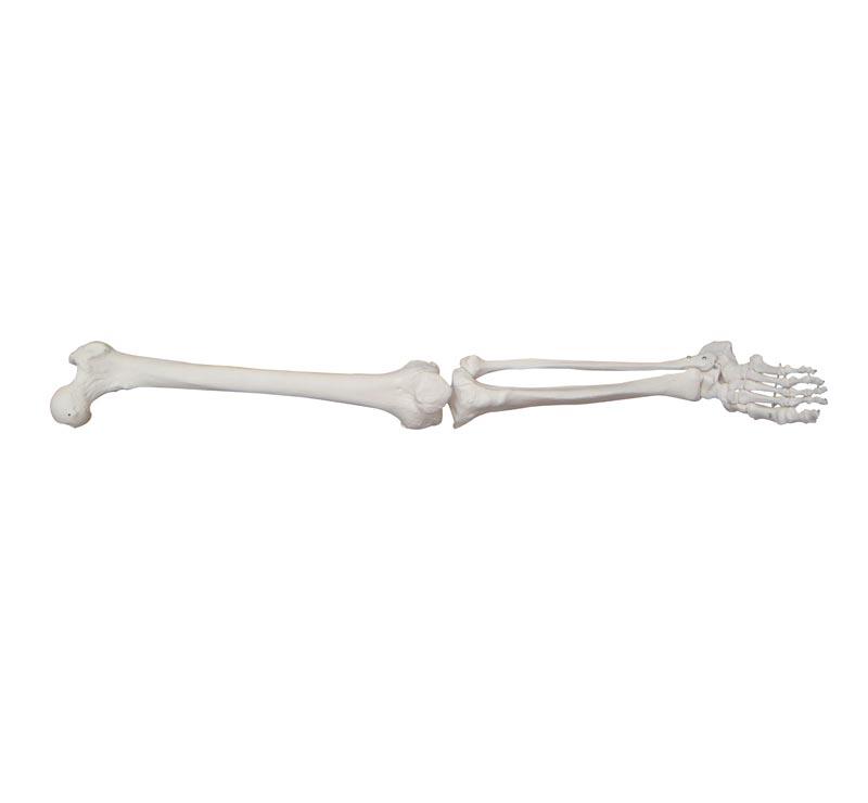  XC-100 Skeleton Series  >  Skeletal Extremities  