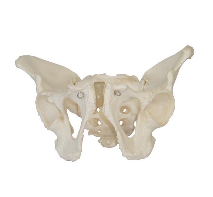  XC-100 Skeleton Series  >  Pelvis Models  >  XC-1