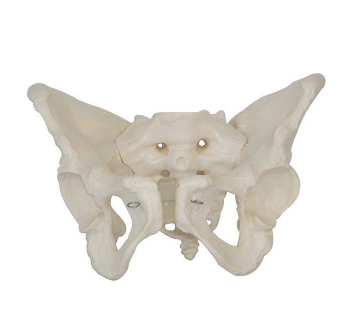  XC-100 Skeleton Series  >  Pelvis Models  >  XC-1