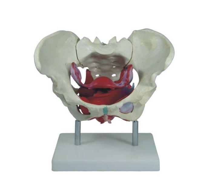  XC-100 Skeleton Series  >  Pelvis Models  >  XC-1