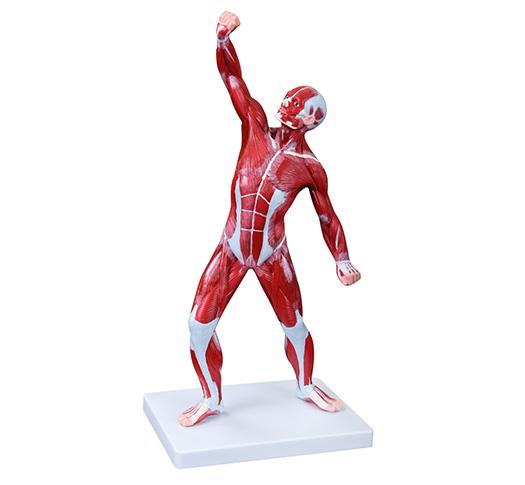  XC-335 50CM Human Muscle Model Male (1 Part)