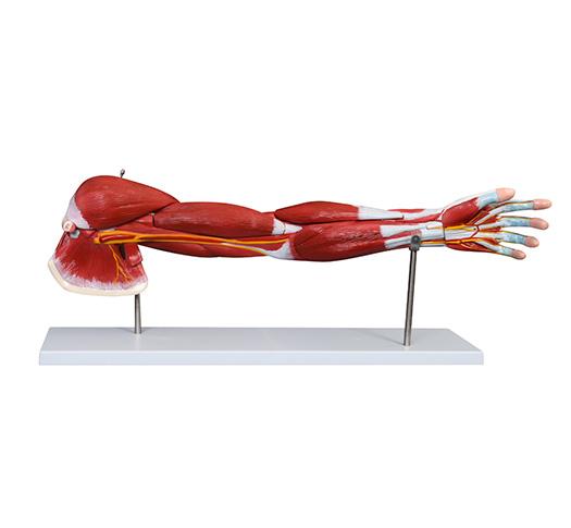 XC-336 Muscle of Human Arm (7Parts)