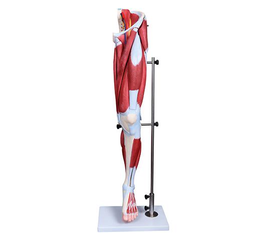 XC-337 Muscle of Human Leg (13Parts)