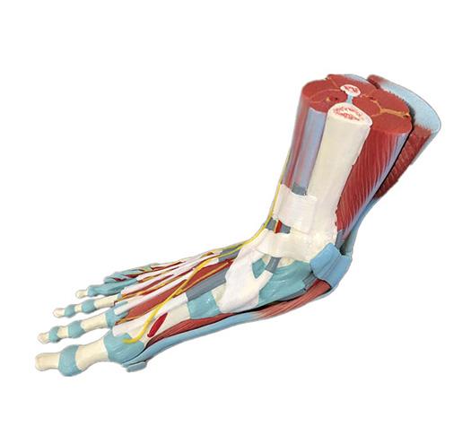 XC-338 Life Size Human Muscle Foot Model(7 Parters