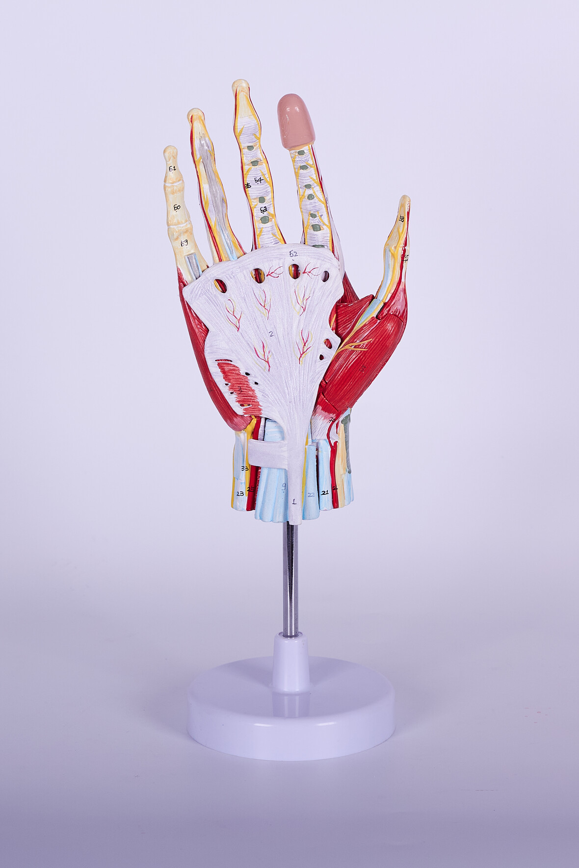 XC-340 LIFE SIZE HUMAN MUSCLE HAND MODEL (7 PARTS)