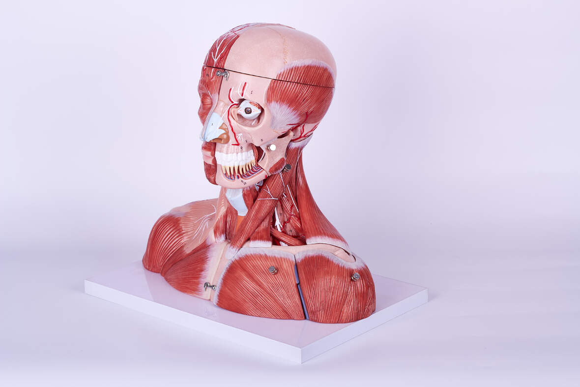 XC-341 HEAD, NECK AND THORACIC MUSCULATURE MODEL (