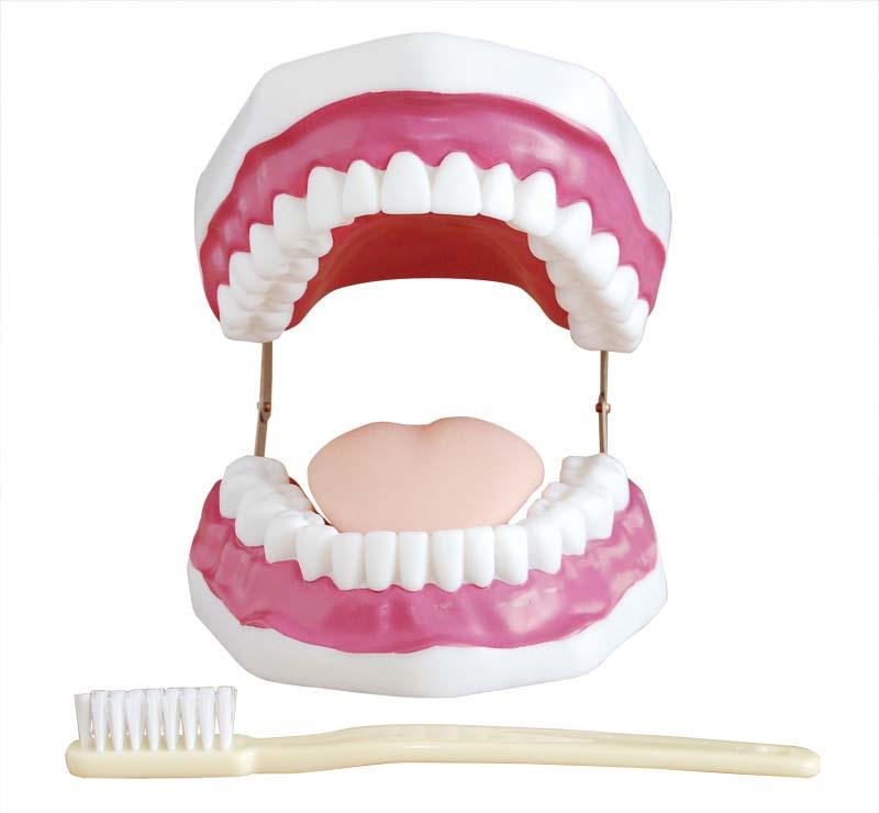 XC-403 Dental Care Model (28 Teeth)