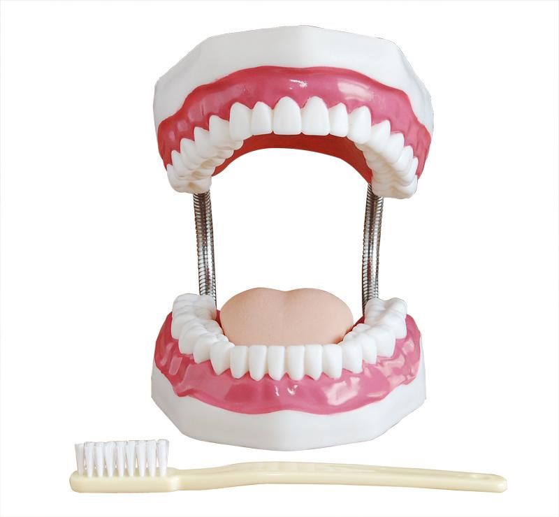 XC-403A Dental Care Model (32 Teeth)