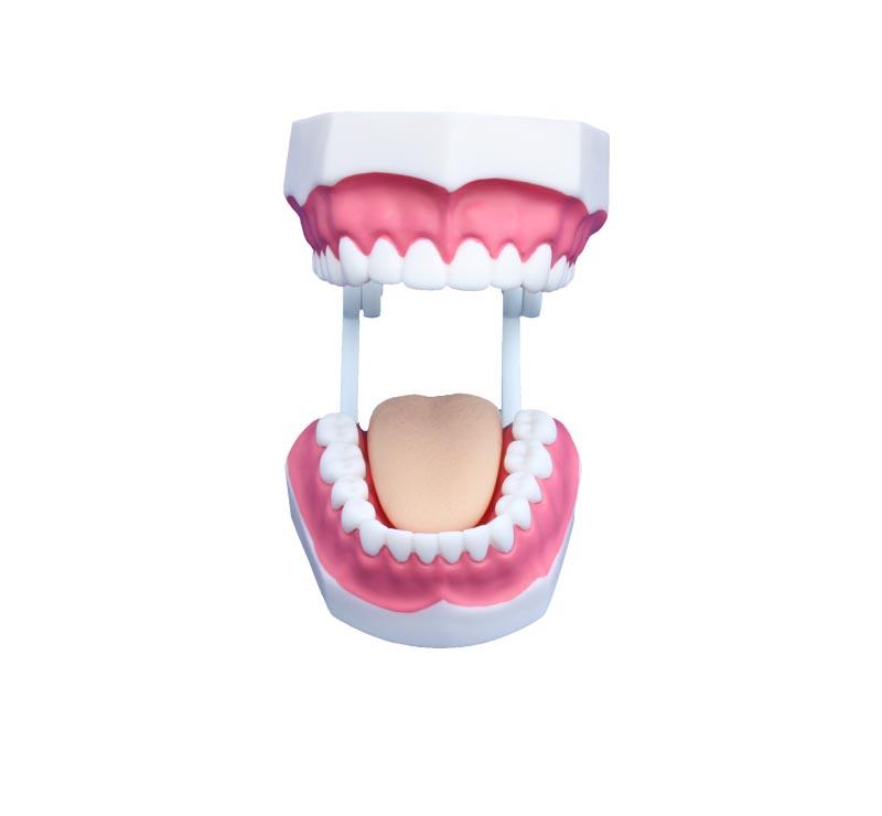 XC-403B Small Dental Care Model (28teeth)