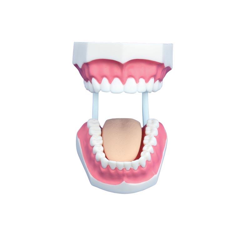 XC-403C Small Dental Care Model (32teeth)