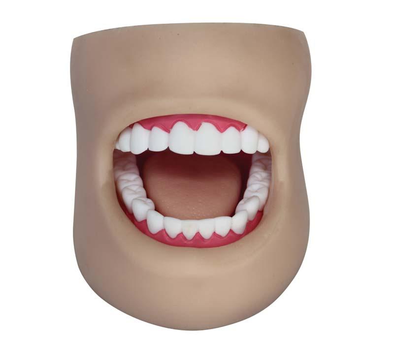 XC-403D Dental Care Model(With Cheek)