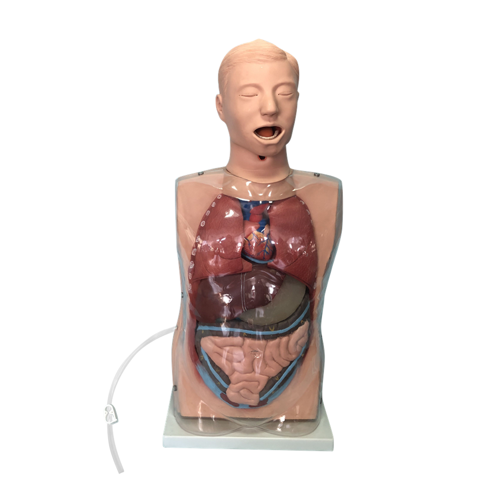 XC-405-2 Transparent Gastric Lavage Model