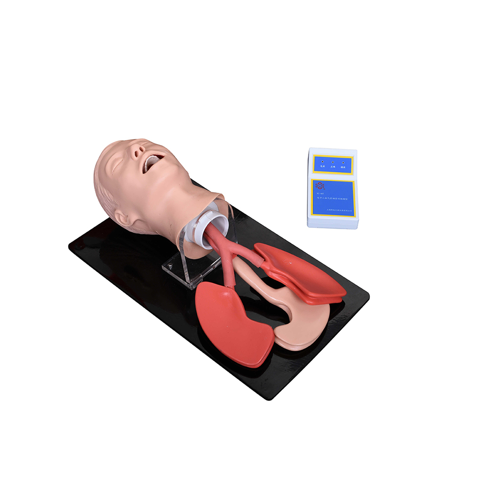 XC-407A Advanced Human Trachea Intubation Model