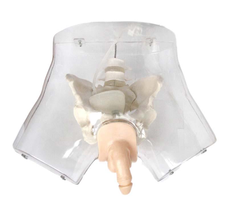 XC-408E Transparent Male Urethral Catheterization 