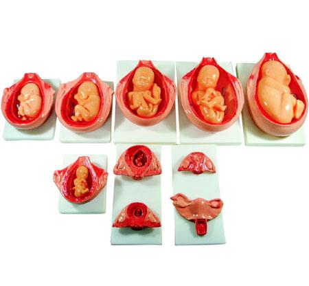 XC-414 The Development Process for Fetus