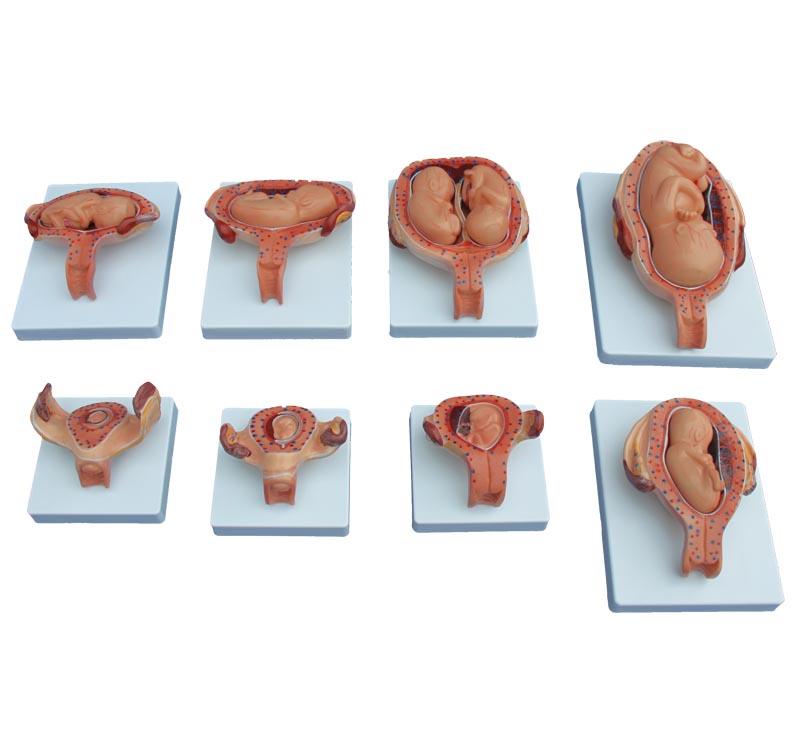 XC-414A The Development Process for Fetus (Half-Si