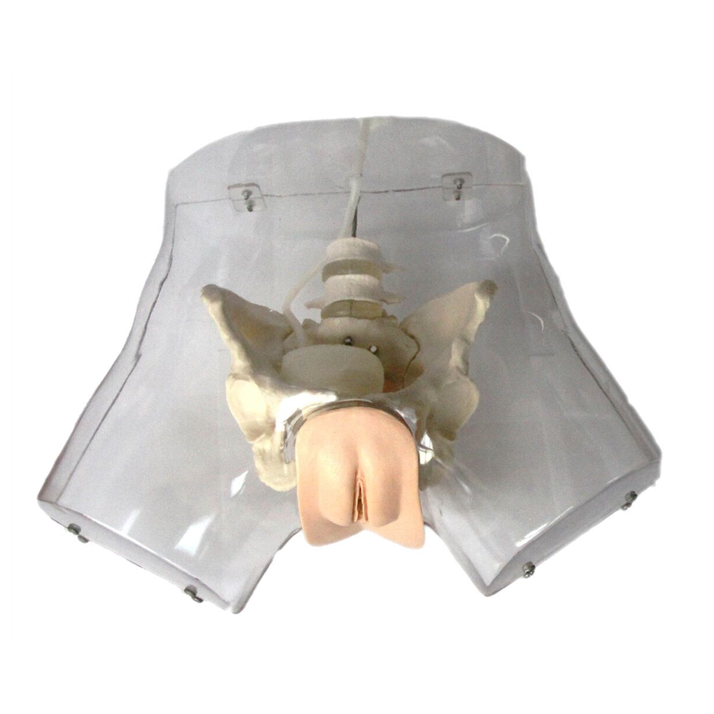 XC-420A Transparent curettage model