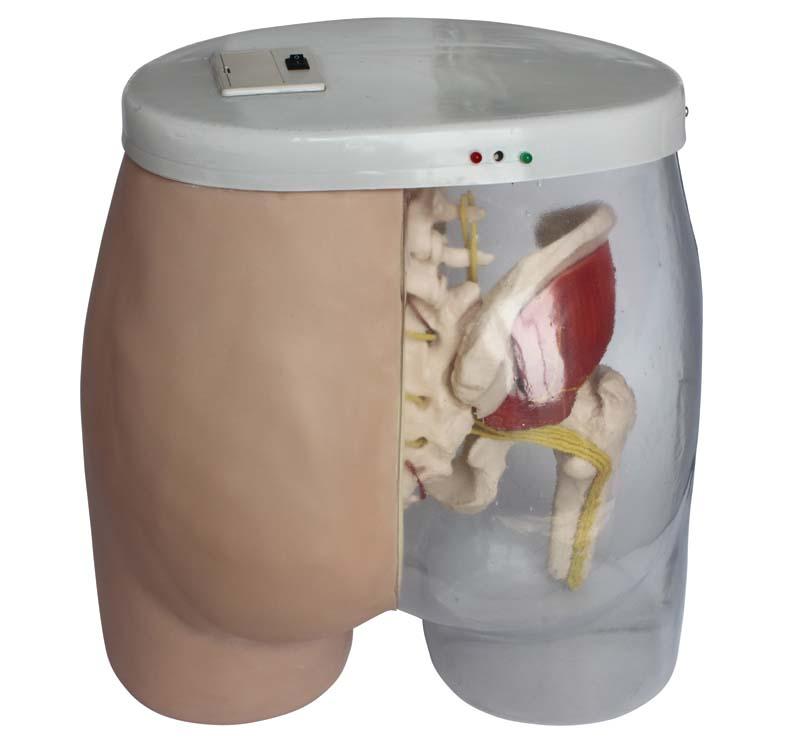 XC-453A Intramuscular Injection Model