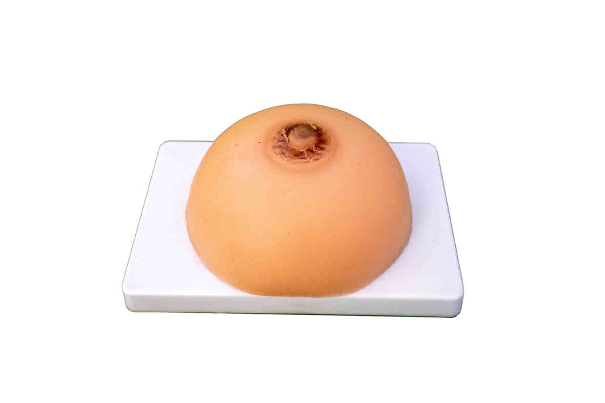   XC-418B Lactation Training Model