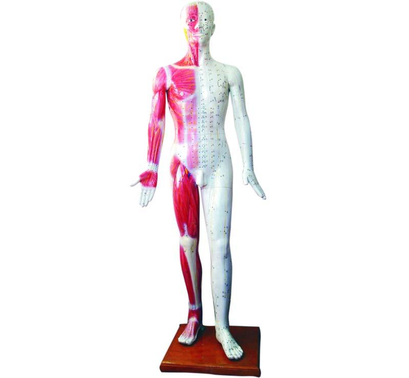 XC-501 Deluxe Acupuncture Model 178CM