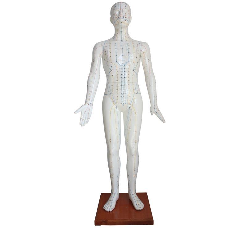 XC-501B Acupuncture Model 178CM