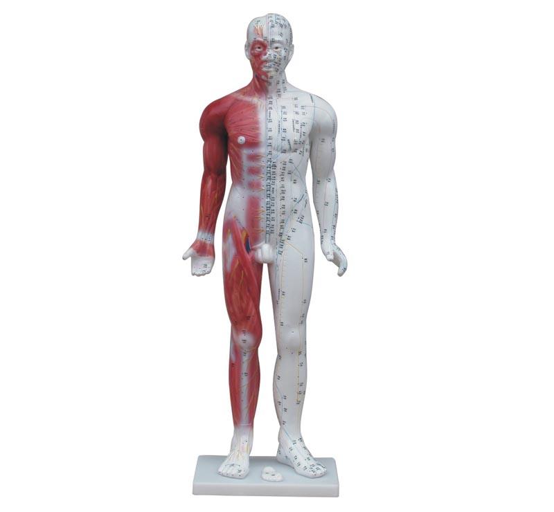 XC-502 Deluxe Acupuncture Model 84CM