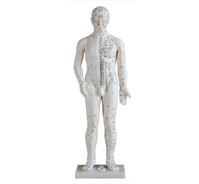 XC-502A Acupuncture Model 70CM