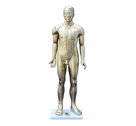 XC-502C Deluxe Acupuncture Model 84CM