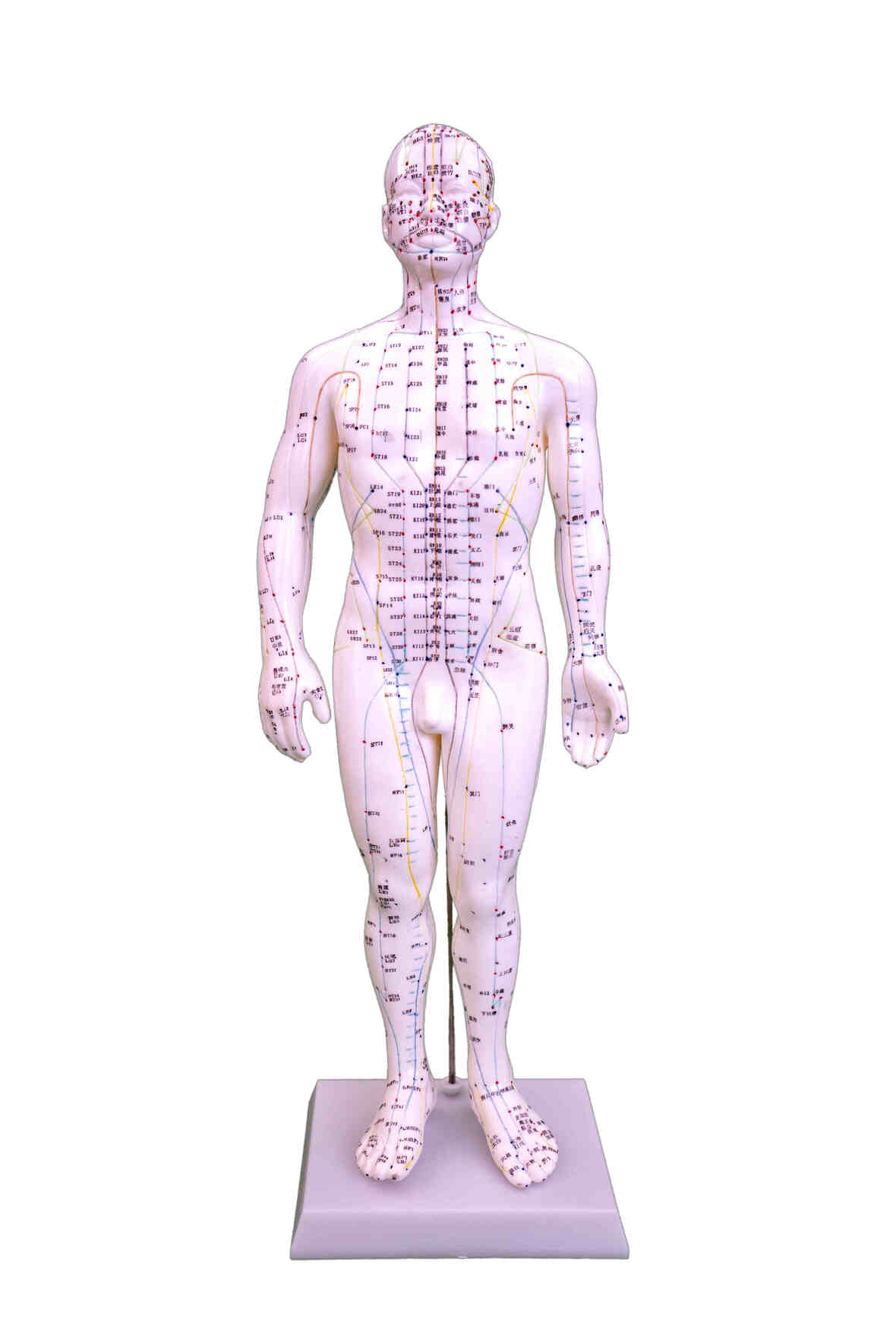 XC-503 Acupuncture Model 50CM Male