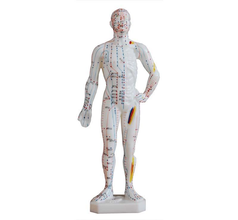 XC-506 Acupuncture Model 26CM