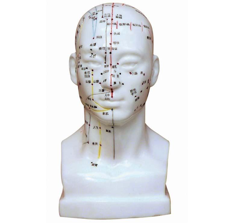 XC-507 Head Acupuncture Model