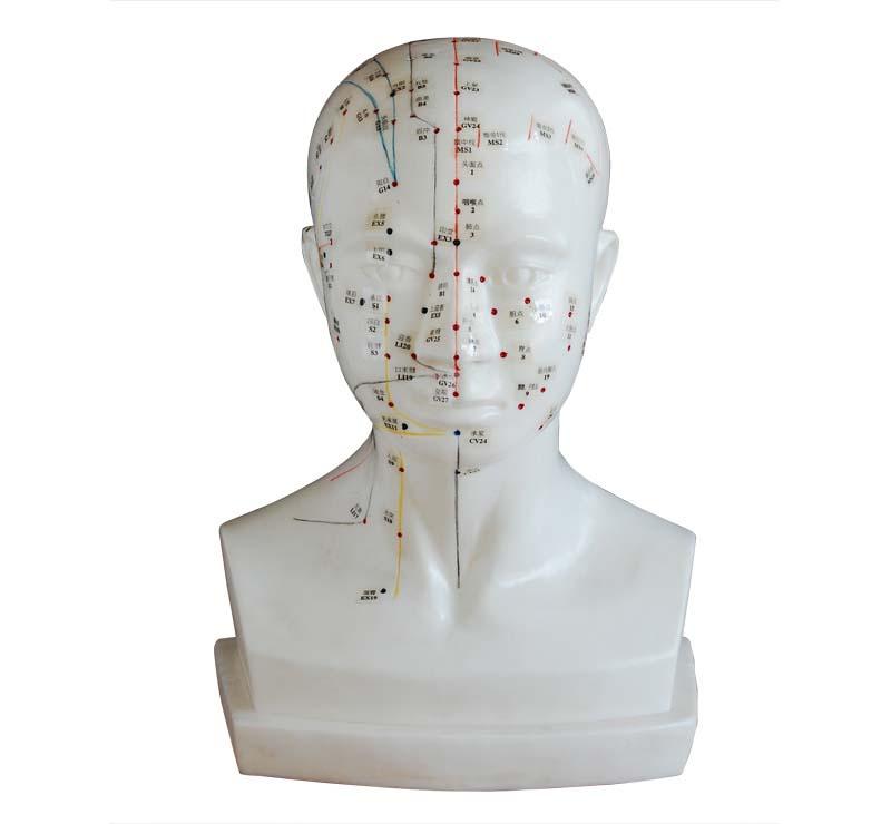 XC-507A Life-Size Head Acupuncture Model