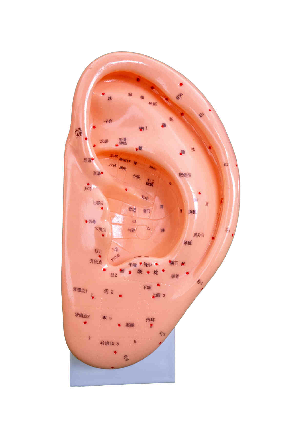 XC-508A Ear Acupuncture Model 22CM