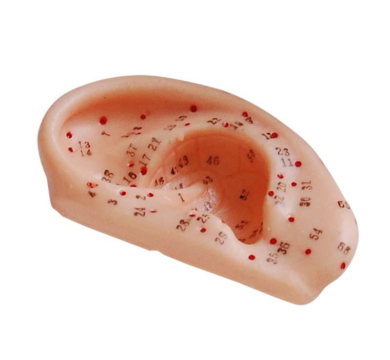 XC-508B Ear Acupuncture Model 13CM