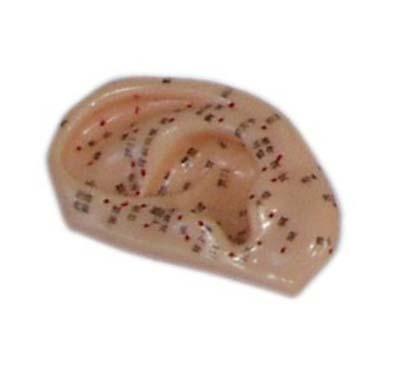 XC-508C Ear Acupuncture Model 1:1