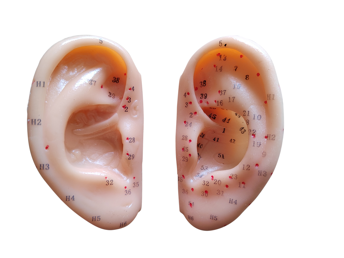 XC-508C-3 Ear Acupuncture Model 1:1(Pair)