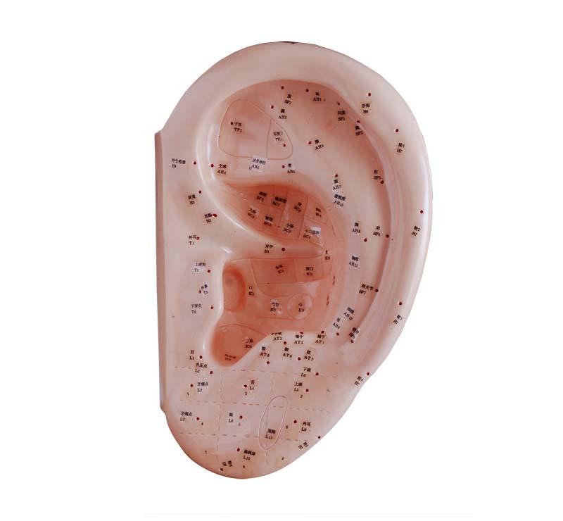 XC-508D Ear Acupuncture Model 40CM