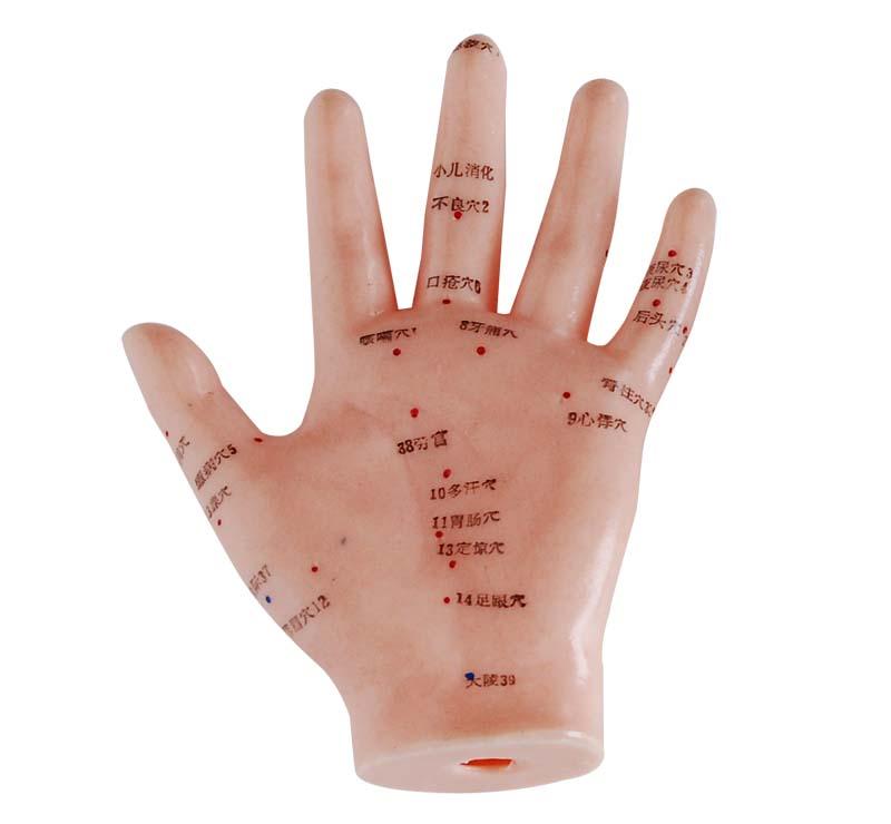 XC-509 Hand Acupuncture Model 13CM
