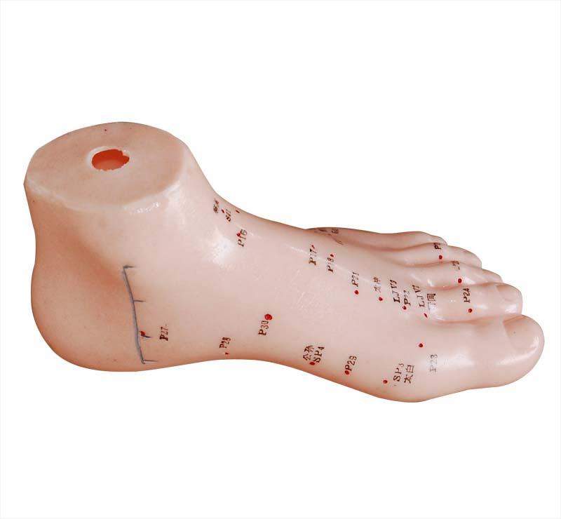 XC-510 Foot Acupuncture Model 13CM