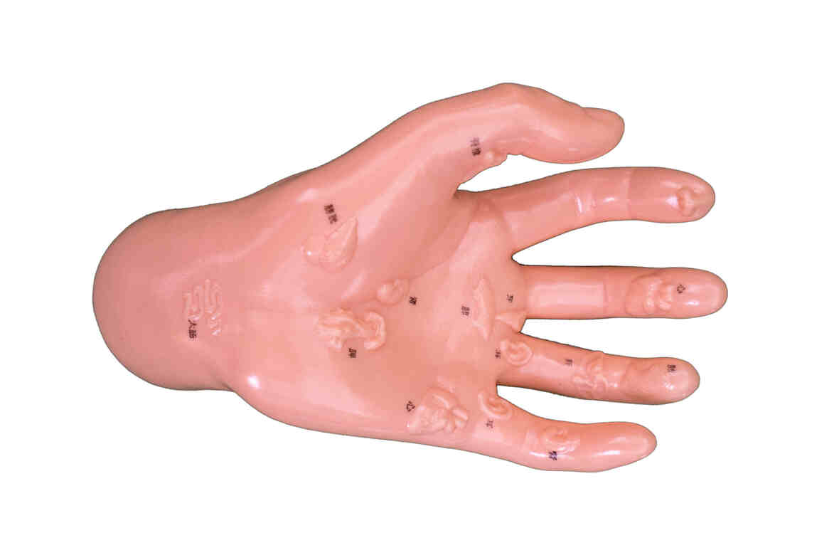 XC-511 Hand Model Illustrating Organs on the Point